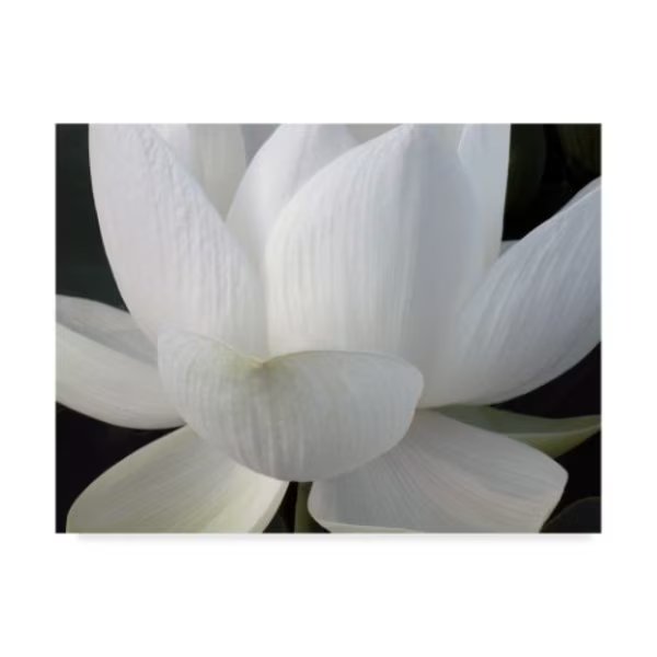 Jim Christensen 'Delicate Lotus V' Canvas Art, 24x32, Trademark Fine Art, Mfr#: WAG02766-C2432GG